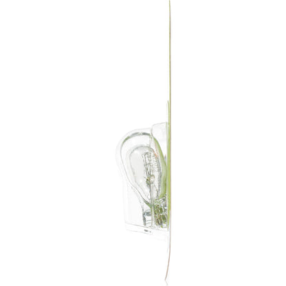Philips Back Up Light Bulb 906LLB2