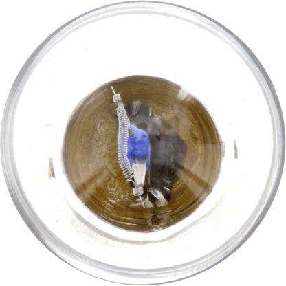 Philips Tail Light Bulb P21WLLB2